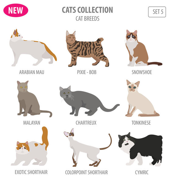 Cat breeds icon set flat style isolated on white. Create own inf