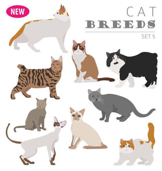Cat breeds icon set flat style isolated on white. Create own inf