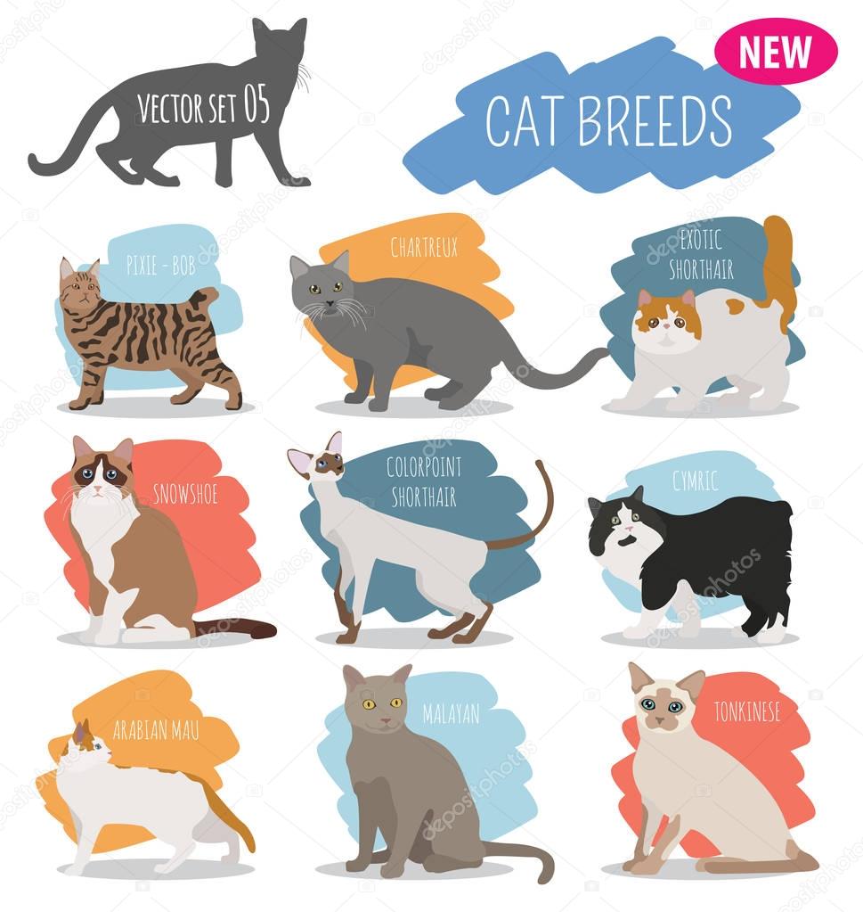 Cat breeds icon set flat style isolated on white. Create own inf