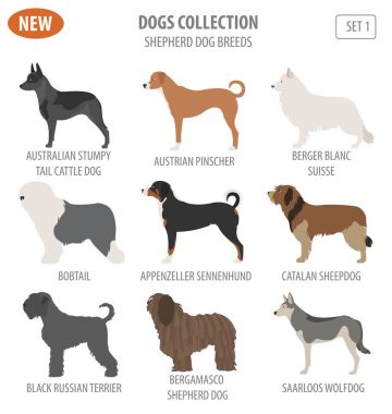 Çoban köpeği ırkları, sheepdogs beyaz izole Icon set. Düz