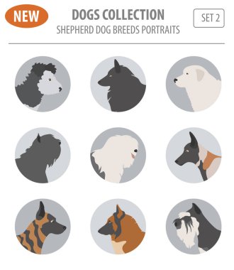 Çoban köpeği ırkları, sheepdogs beyaz izole Icon set. Düz