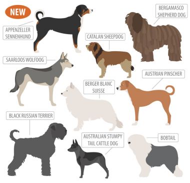 Çoban köpeği ırkları, sheepdogs beyaz izole Icon set. Düz