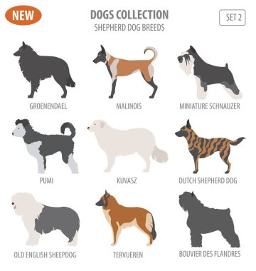 Çoban köpeği ırkları, sheepdogs beyaz izole Icon set. Düz