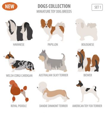 Minyatür oyuncak köpek doğurmak, set simgesi üzerinde beyaz izole. Düz styl