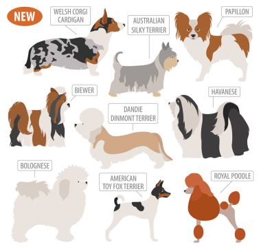 Minyatür oyuncak köpek doğurmak, set simgesi üzerinde beyaz izole. Düz styl
