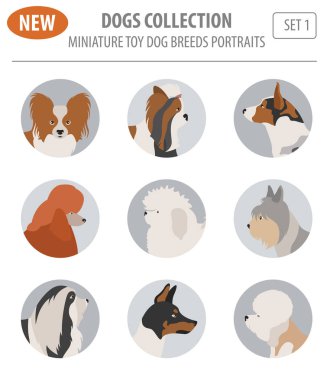 Minyatür oyuncak köpek doğurmak, set simgesi üzerinde beyaz izole. Düz styl