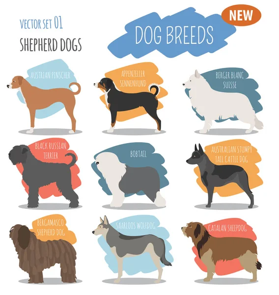 Shepherd dog breeds, sheepdogs set icon isolated on white . Flat — Stock Vector