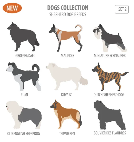 Çoban köpeği ırkları, sheepdogs beyaz izole Icon set. Düz — Stok Vektör