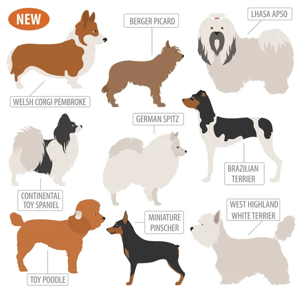 Miniature toy dog breeds, set icon isolated on white . Flat styl — Stock Vector