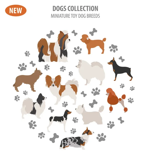 Razas de perros de juguete en miniatura, conjunto icono aislado en blanco. Estilo plano — Vector de stock