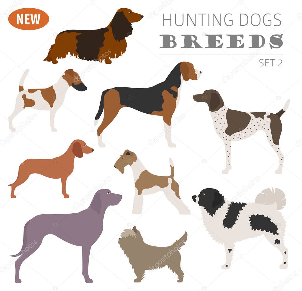 Hunting dog breeds set icon isolated on white . Flat style