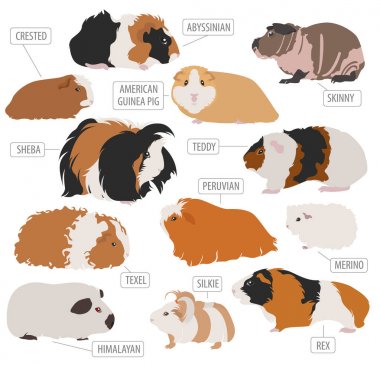 Guinea Pig breeds icon set flat style isolated on white. Pet rod clipart