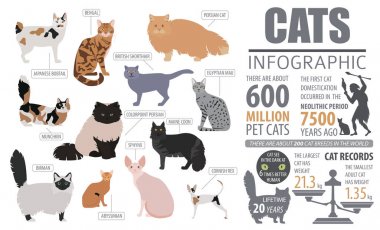 Kedi doğurmak Infographic şablon, üzerinde beyaz izole simgesi