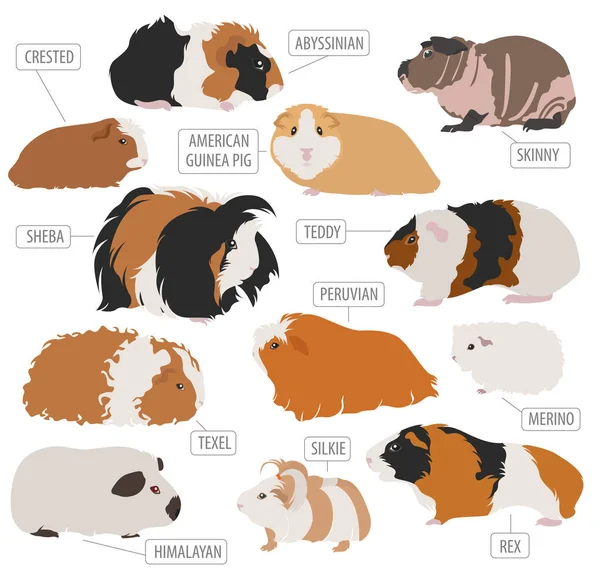 Guinea cerdo razas icono conjunto de estilo plano aislado en blanco. Varilla para mascotas — Vector de stock