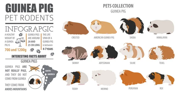 Guinea cerdo razas infografía plantilla, icono conjunto plano estilo isol — Vector de stock