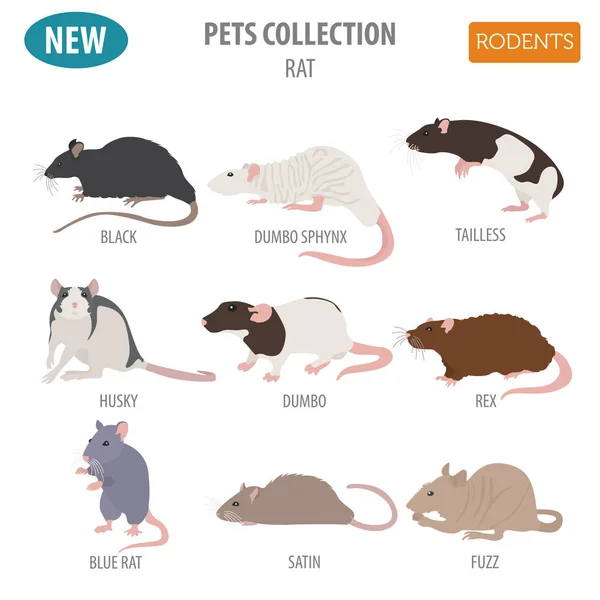 Rata razas icono conjunto de estilo plano aislado en blanco. Roedores de mascotas co — Archivo Imágenes Vectoriales