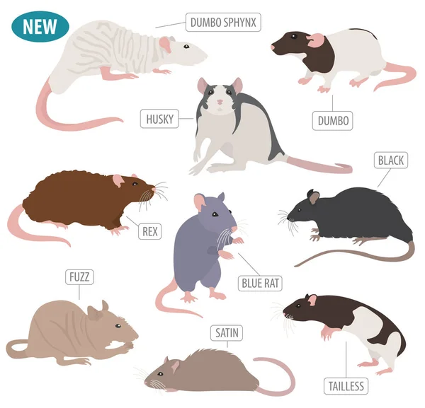 Rat breeds icon set flat style isolated on white. Pet rodents co — Stock Vector