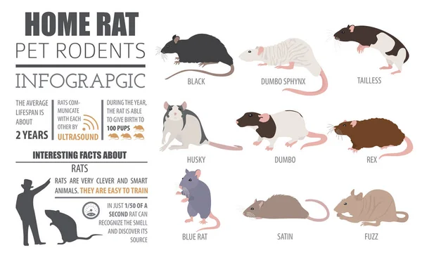 Szczur ras infografikę szablon, zestaw ikon płaski na białym tle. P — Wektor stockowy