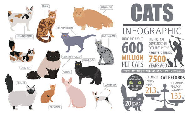 Cat breeds infographic template, icon isolated on white