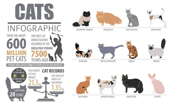 Kat rassen infographic sjabloon, pictogram geïsoleerd op wit — Stockvector