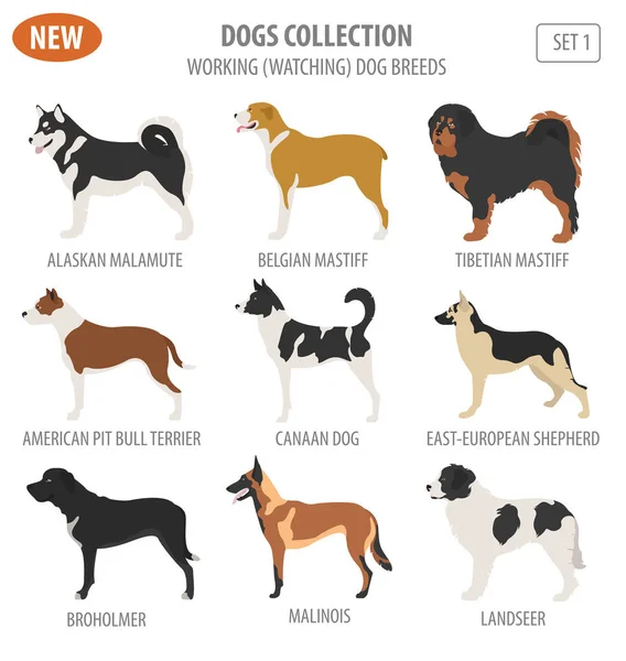 Trabajar, ver razas de perros, establecer icono aislado en blanco. Plano — Vector de stock