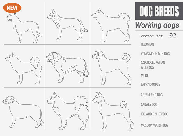 Working, watching dog breeds,  set icon isolated on white .Outli