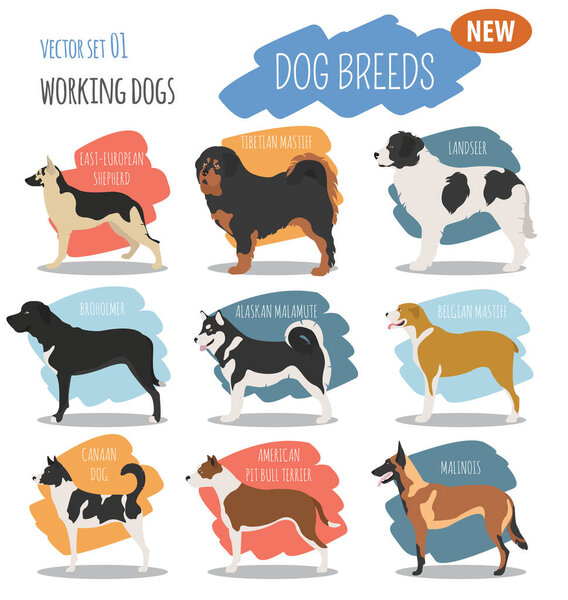 Working, watching dog breeds,  set icon isolated on white . Flat