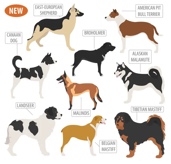 Trabajar, ver razas de perros, establecer icono aislado en blanco. Plano — Archivo Imágenes Vectoriales