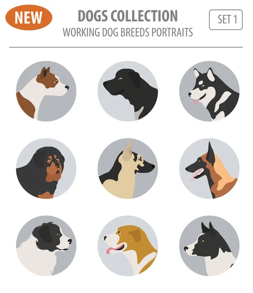 Trabalhando, observando raças de cães, definir ícone isolado no branco. Plano — Vetor de Stock