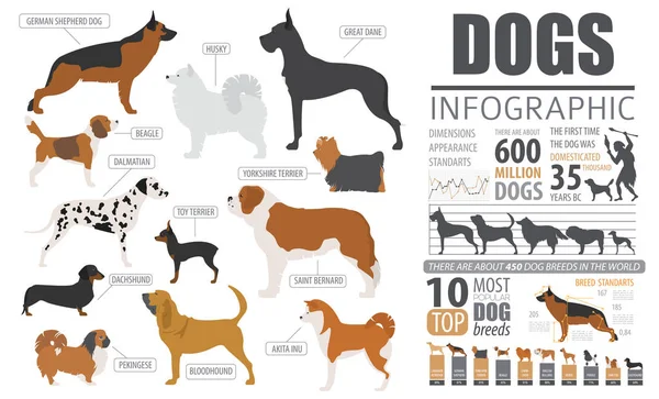 Kutya információs grafikus sablon. Kölyök fajták, kisállat elszigetelt fehér — Stock Vector