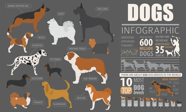 Modello grafico per informazioni sui cani. Razze cucciolo, animale domestico isolato su bianco — Vettoriale Stock