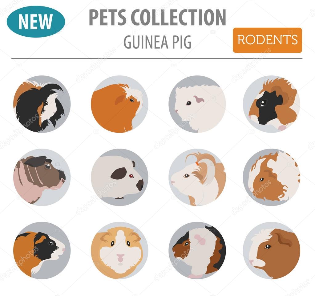 Guinea Pig breeds icon set flat style isolated on white. Pet rod