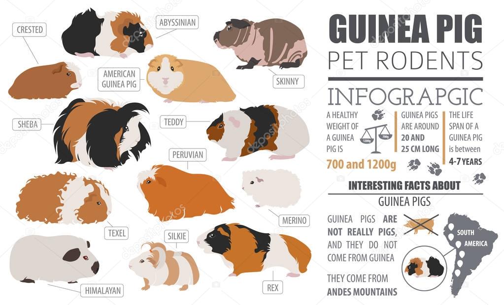 Guinea Pig breeds infographic template, icon set flat style isol
