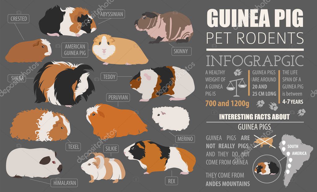 Guinea cerdo razas infografía plantilla, icono conjunto plano estilo