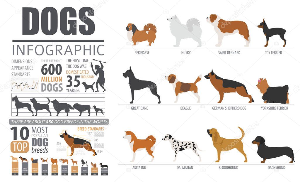 Dog info graphic template. Puppy breeds, pet isolated on white