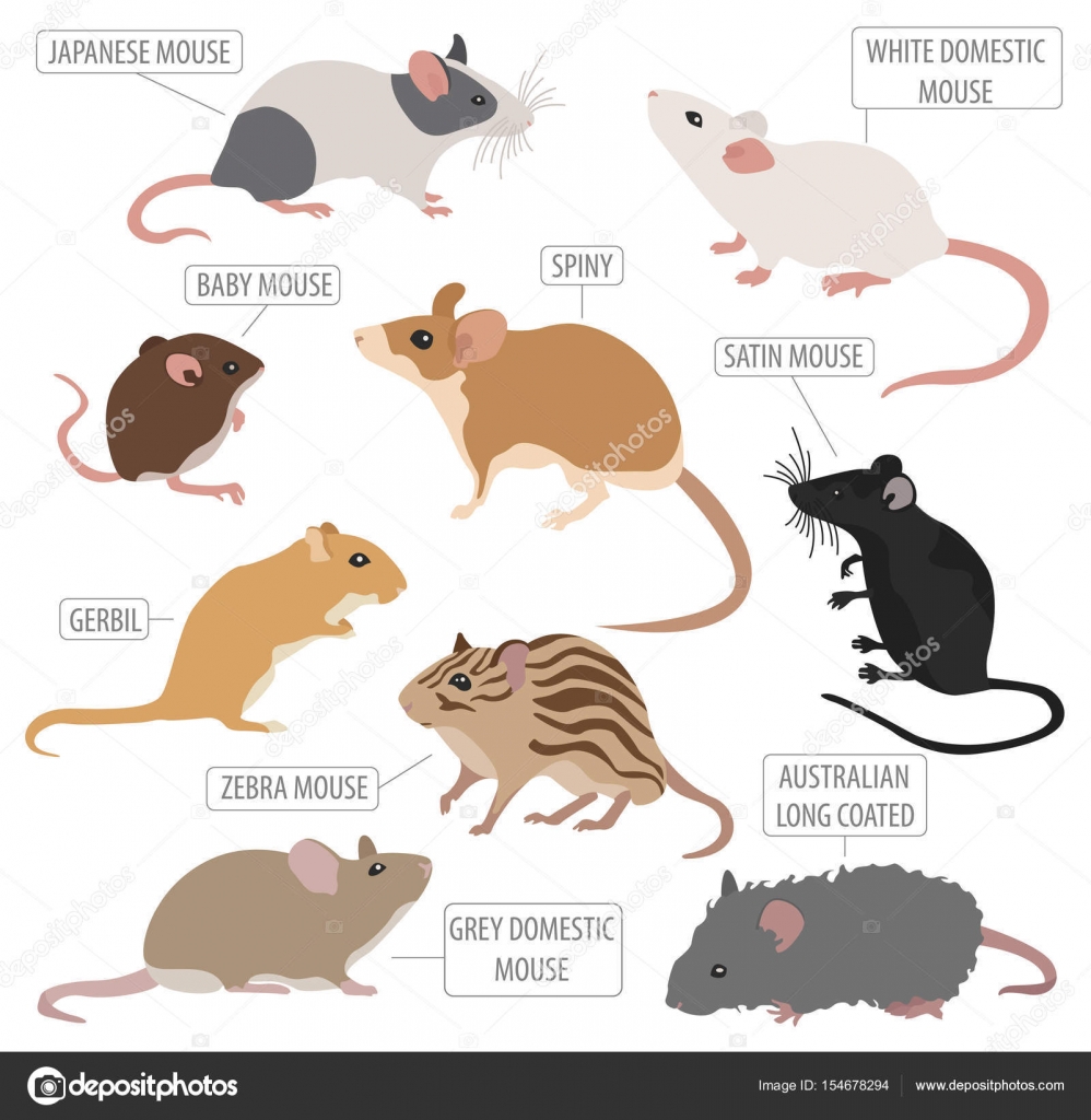 Mice breeds icon set flat style isolated on white. Mouse rodents