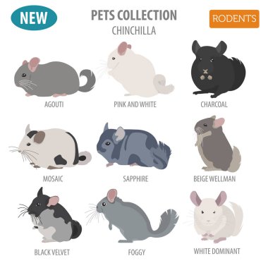 Chinchilla düz stil üzerinde beyaz izole Icon set doğurur. Evde beslenen hayvan çubuk