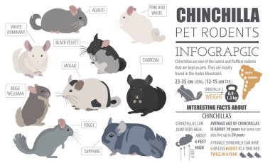 Chinchilla breeds icon set flat style isolated on white. Pet rod clipart