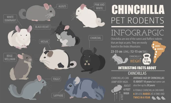 Chinchilla breeds icon set flat style isolated on white. Pet rod — Stock Vector