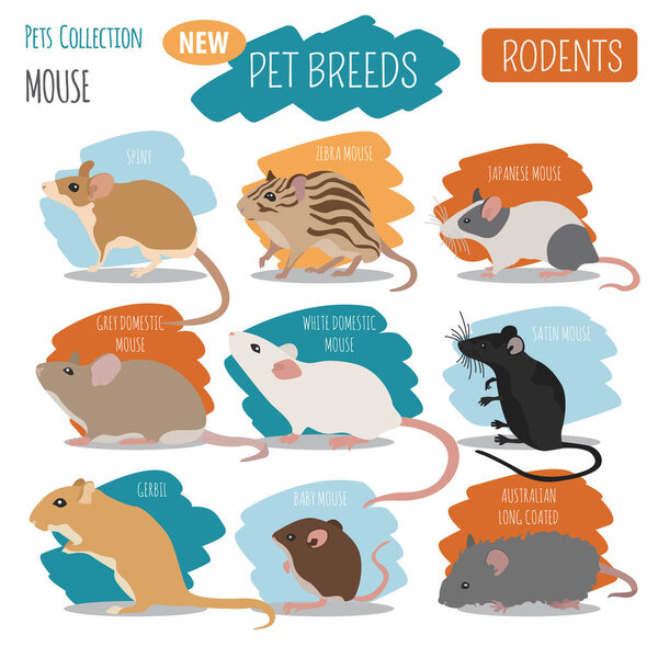 Mice breeds icon set flat style isolated on white. Mouse rodents