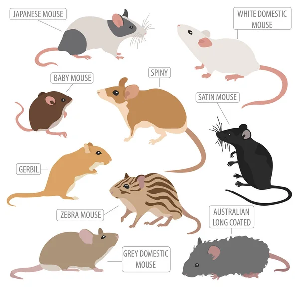 Ratones razas icono conjunto de estilo plano aislado en blanco. Roedores de ratón — Archivo Imágenes Vectoriales