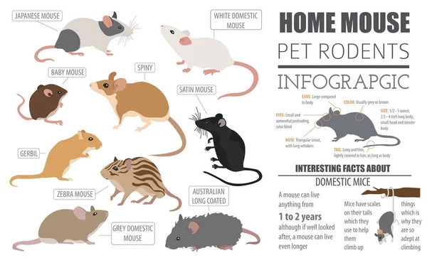 Ratones razas icono conjunto de estilo plano aislado en blanco. Roedores de ratón — Archivo Imágenes Vectoriales