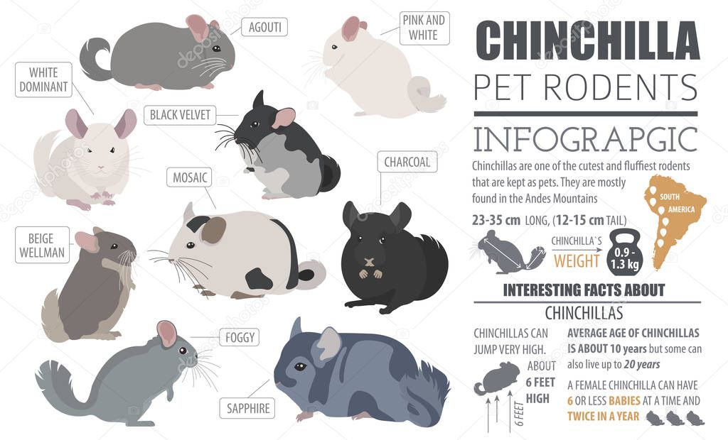 Chinchilla breeds icon set flat style isolated on white. Pet rod