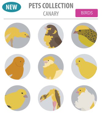 Kanarya düz stil üzerinde beyaz izole Icon set doğurur. Evde beslenen hayvan kuş c