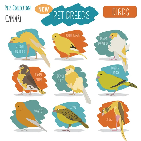 Canary breeds icon set flat style isolated on white. Pet birds c — Stock Vector