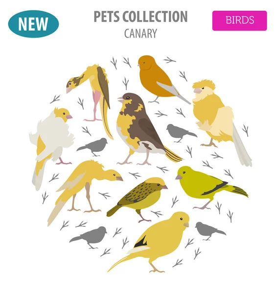 Canaries races icône mis à plat style isolé sur blanc. Oiseaux domestiques c — Image vectorielle