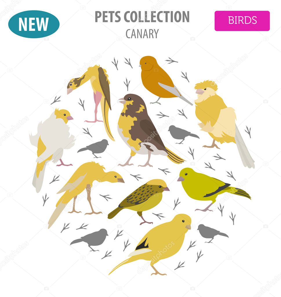 Canary breeds icon set flat style isolated on white. Pet birds c