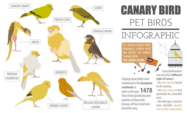 Canary breeds icon set flat style isolated on white. Pet birds c — Stock Vector