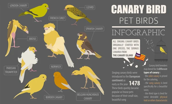 Canaries races icône mis à plat style isolé sur blanc. Oiseaux domestiques c — Image vectorielle