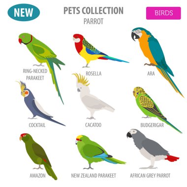 Düz stil üzerinde beyaz izole doğurmak Icon set papağan. Evde beslenen hayvan kuş c